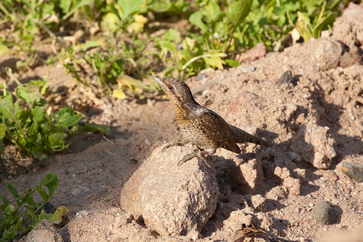 Eurasian Wryneck