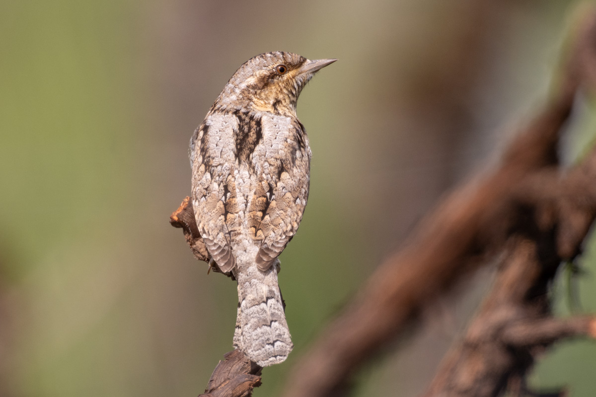 Eurasian Wryneck Eurasian Wryneck