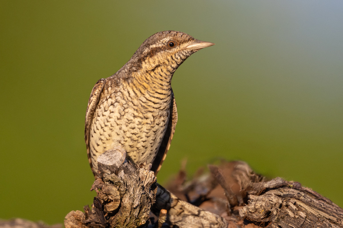 Eurasian Wryneck