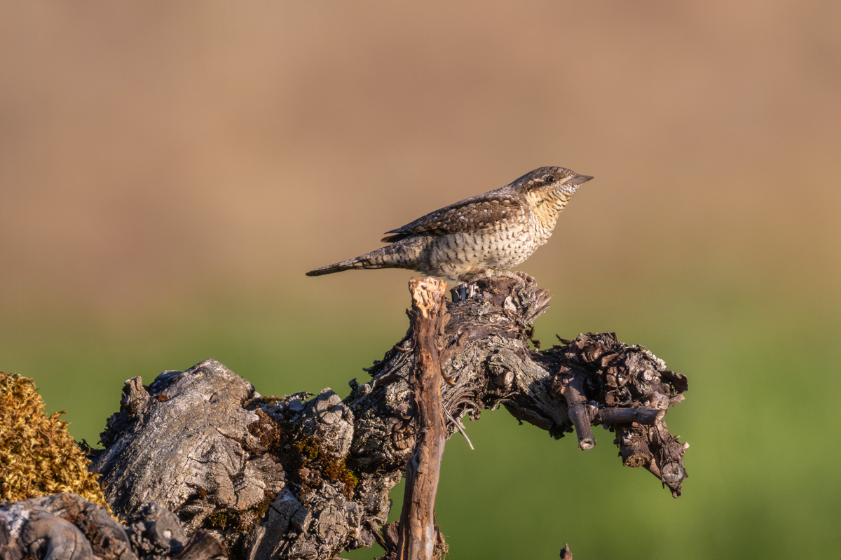Eurasian Wryneck