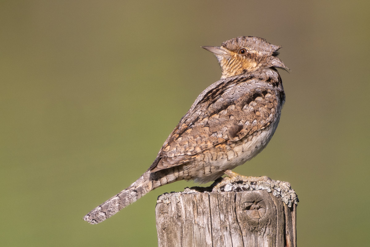 Eurasian Wryneck Eurasian Wryneck