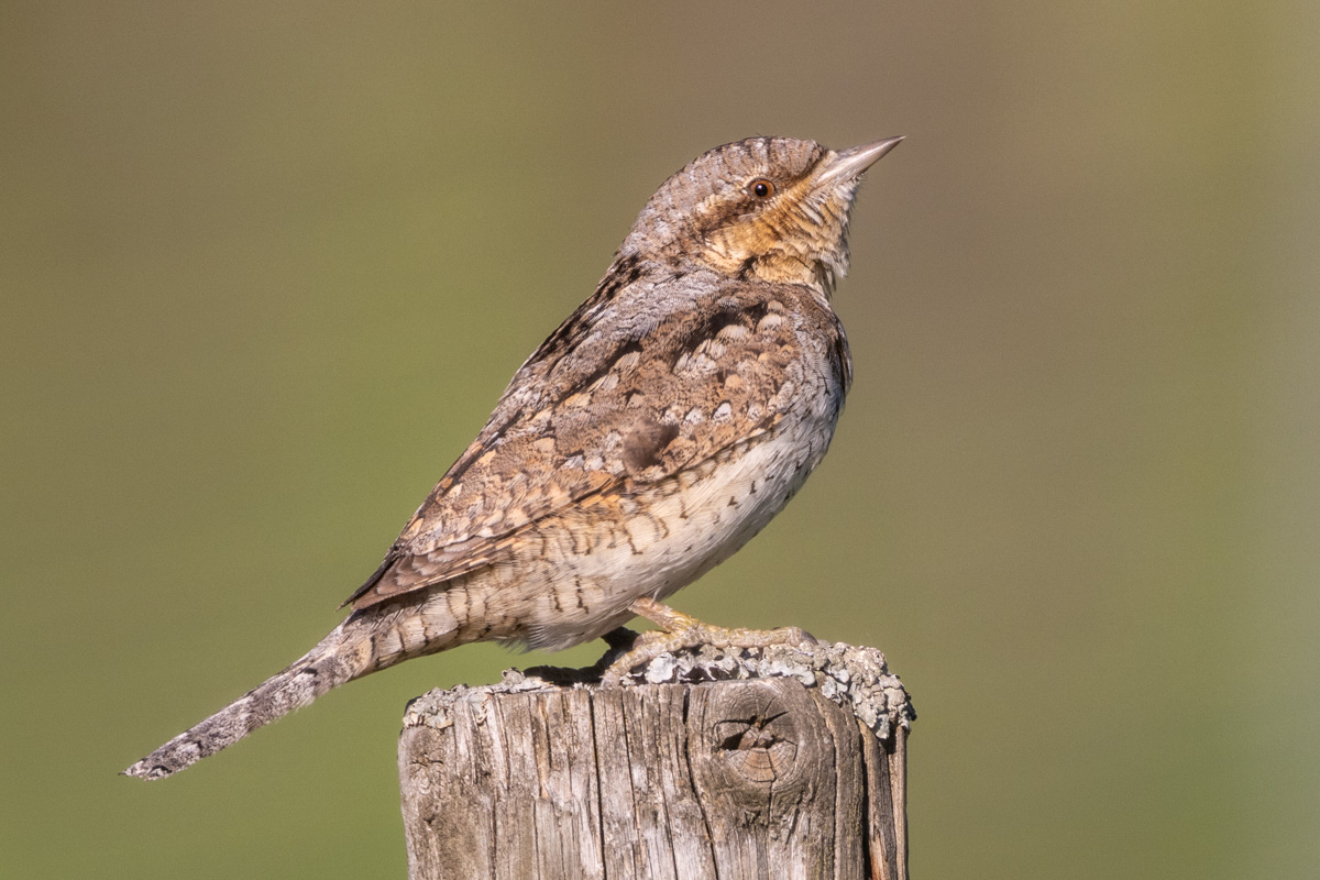 Eurasian Wryneck Eurasian Wryneck