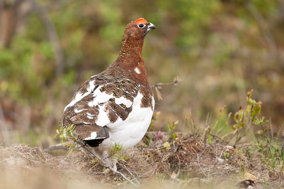 Willow Ptarmigan