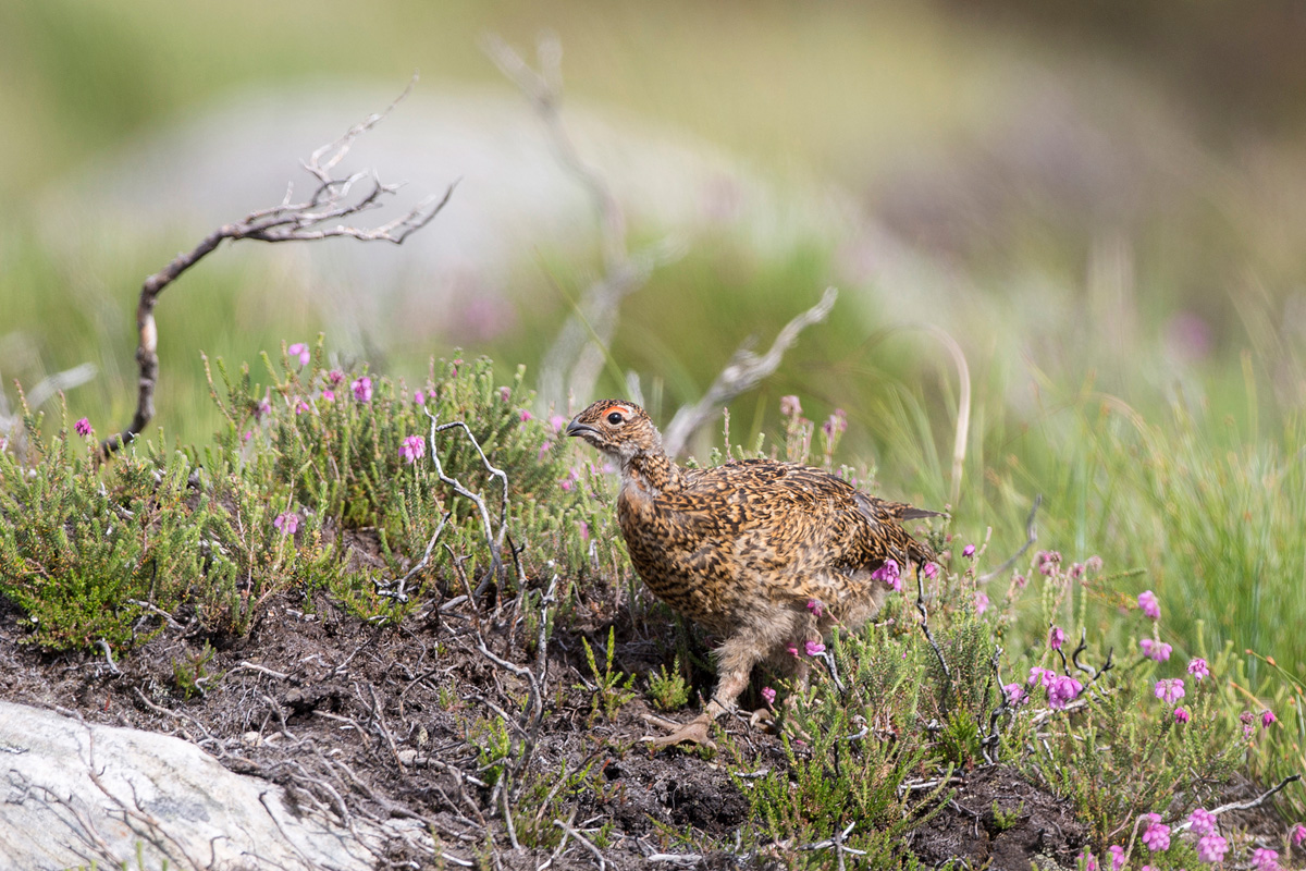 Willow Ptarmigan