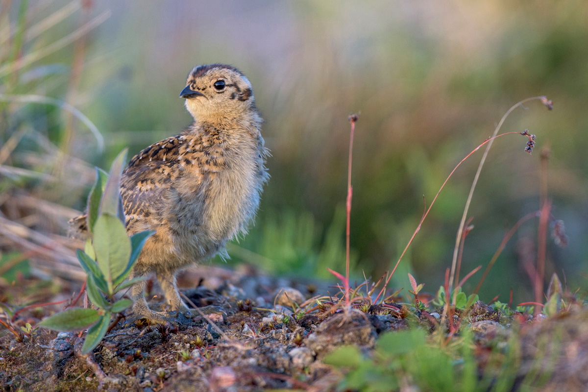 Willow Ptarmigan