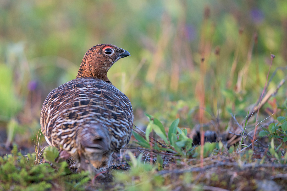Willow Ptarmigan