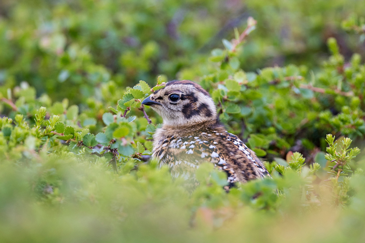 Willow Ptarmigan