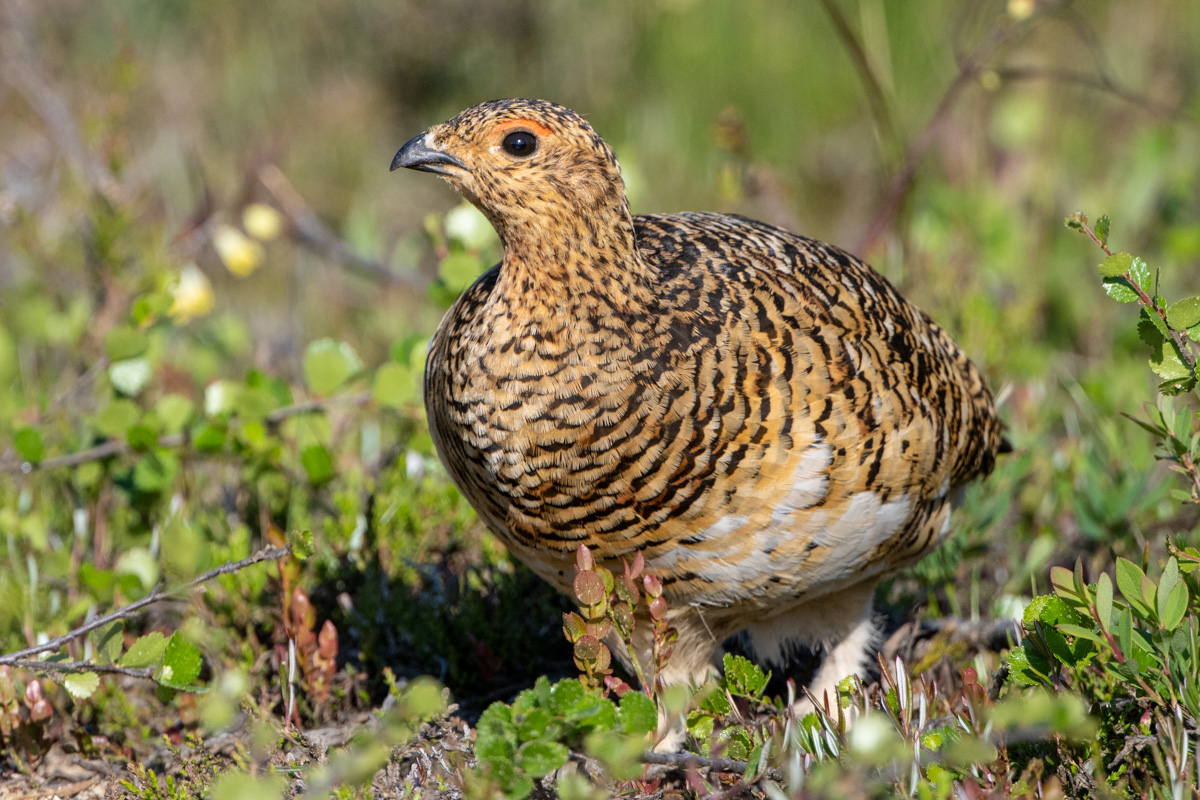 Willow Ptarmigan