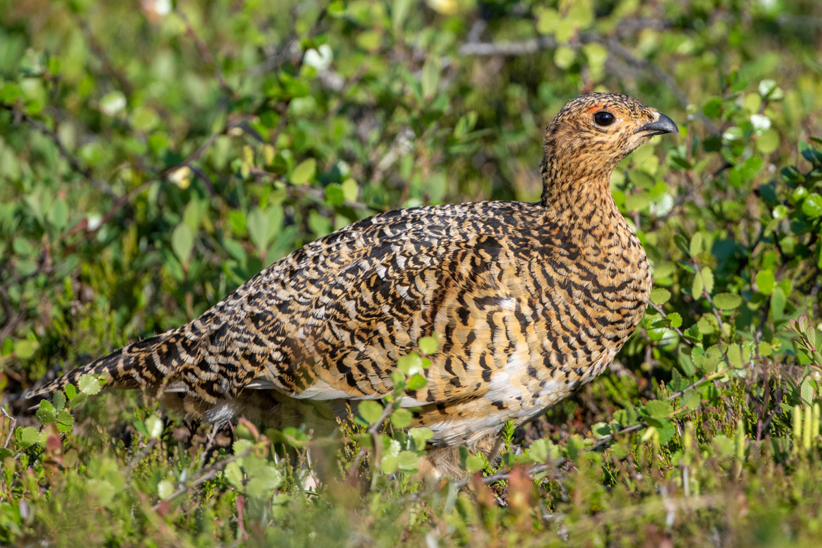 Moorschneehuhn