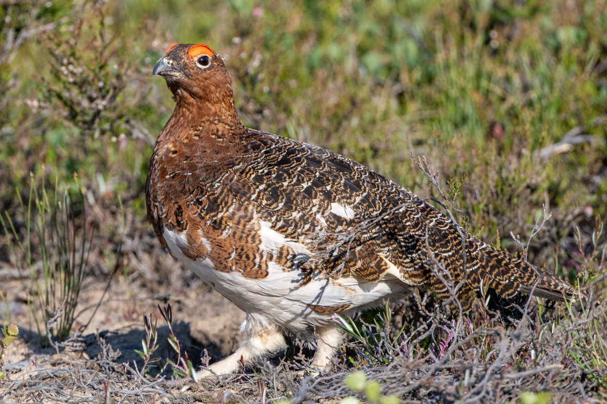 Willow Ptarmigan