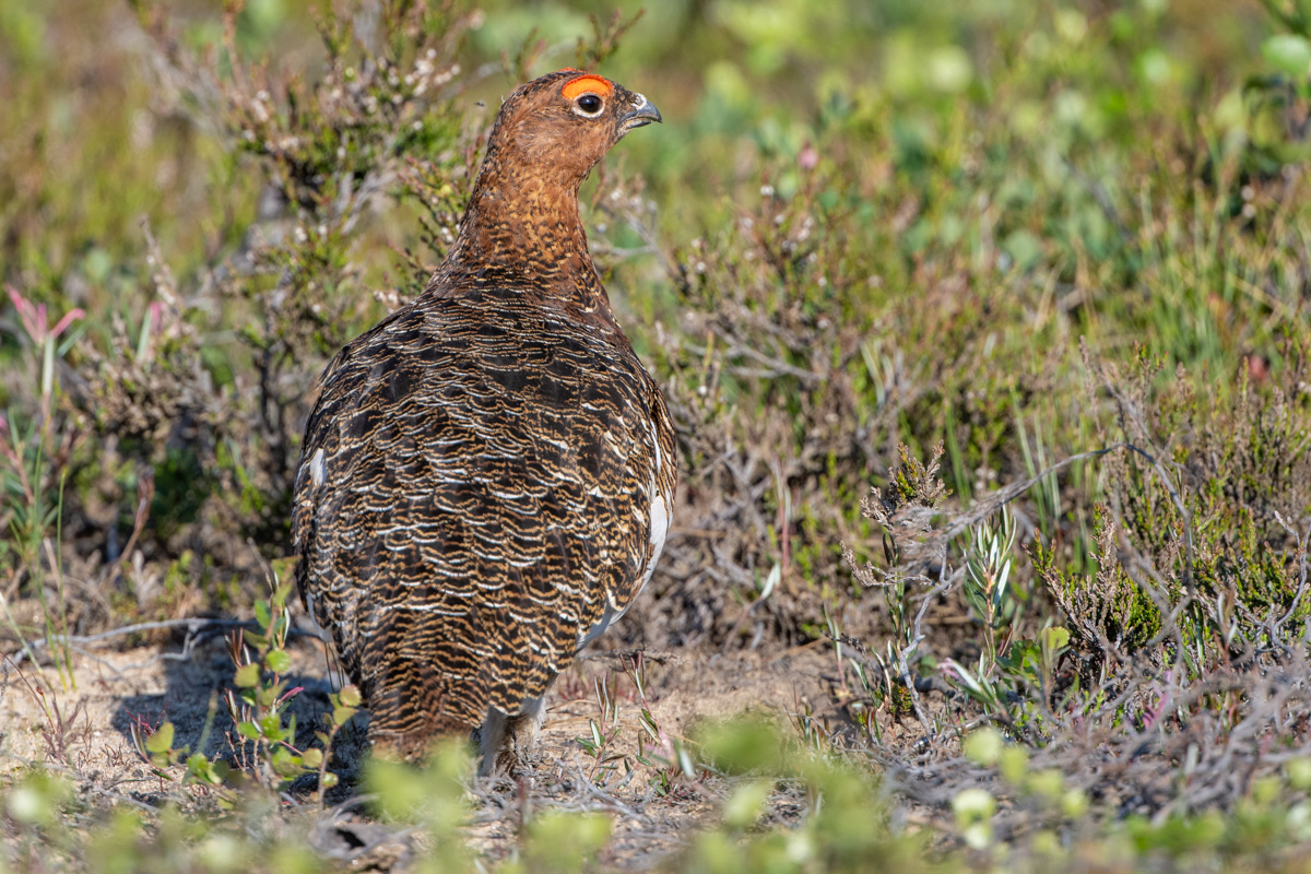 Moorschneehuhn