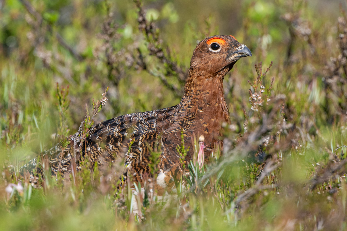 Willow Ptarmigan
