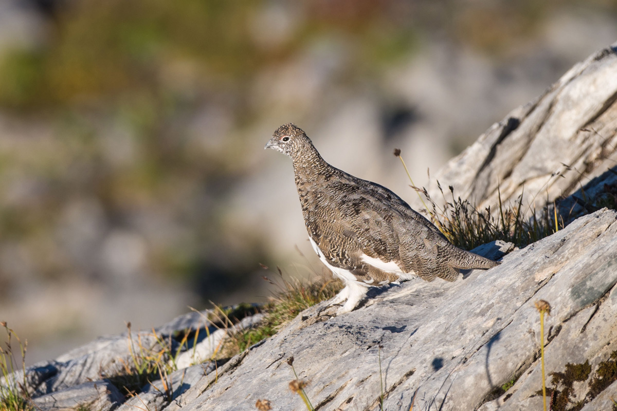 Rock Ptarmigan
