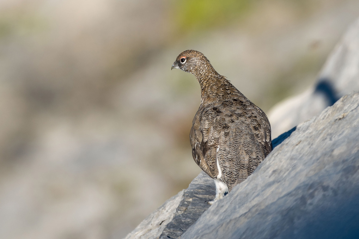 Rock Ptarmigan