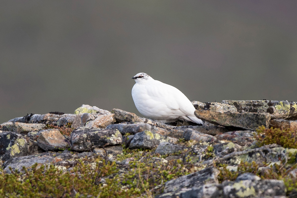 Rock Ptarmigan