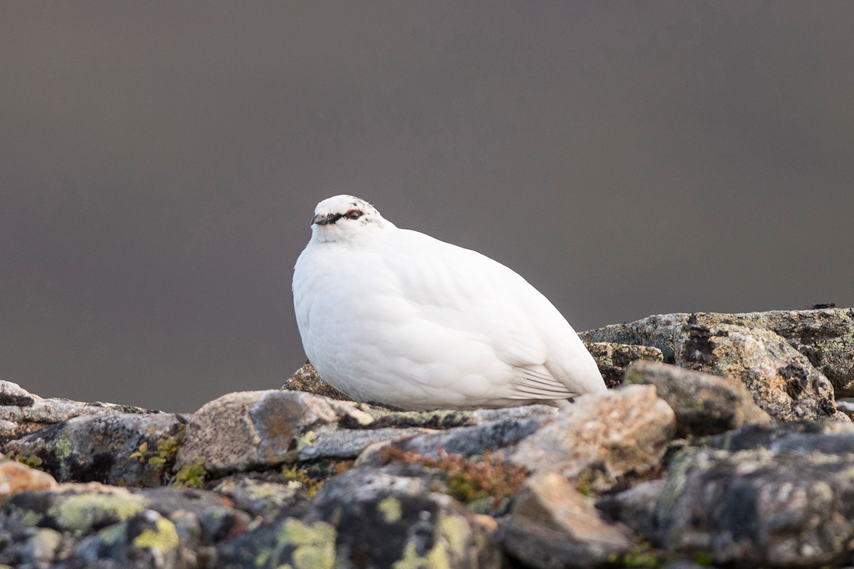 Alpenschneehuhn