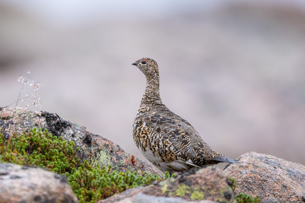 Rock Ptarmigan