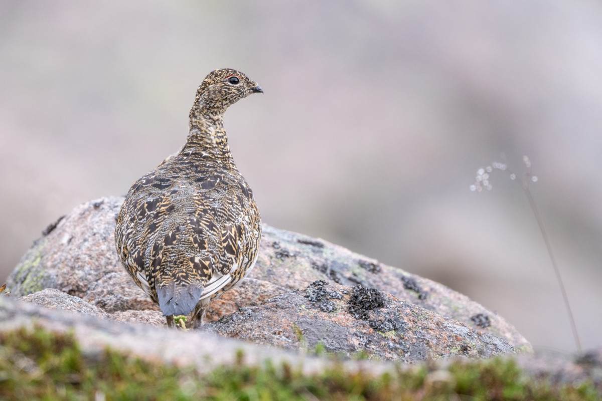 Alpenschneehuhn