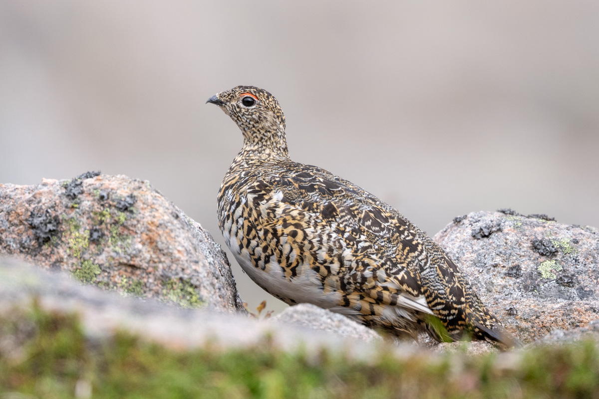 Alpenschneehuhn