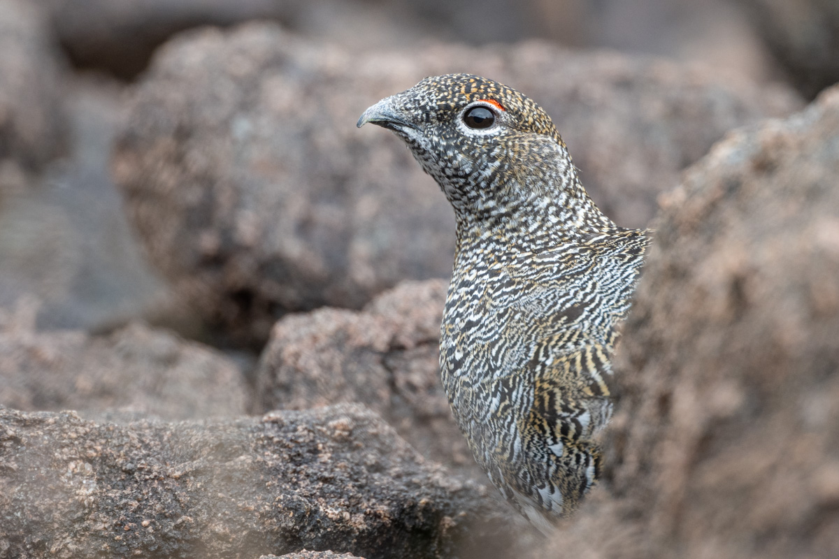 Rock Ptarmigan
