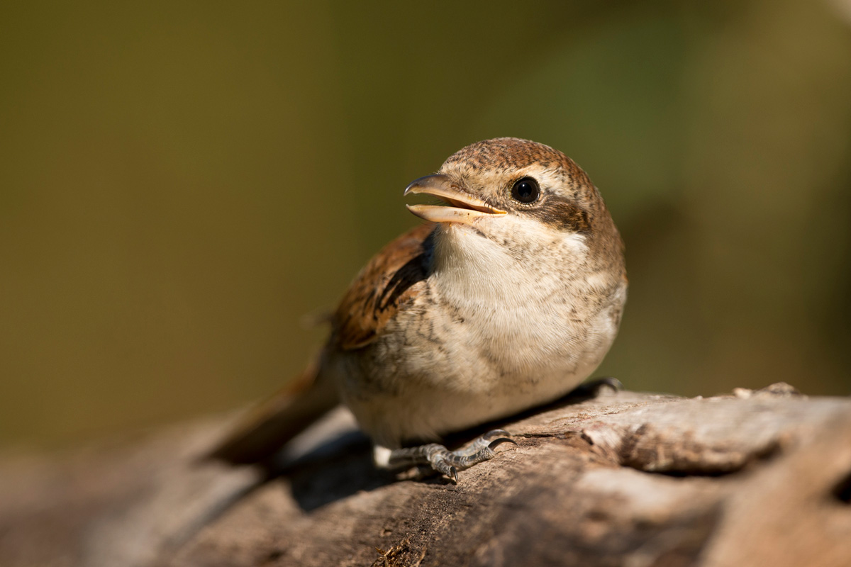 Red-backed Shrike