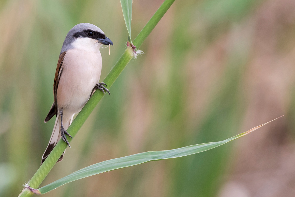 Red-backed Shrike