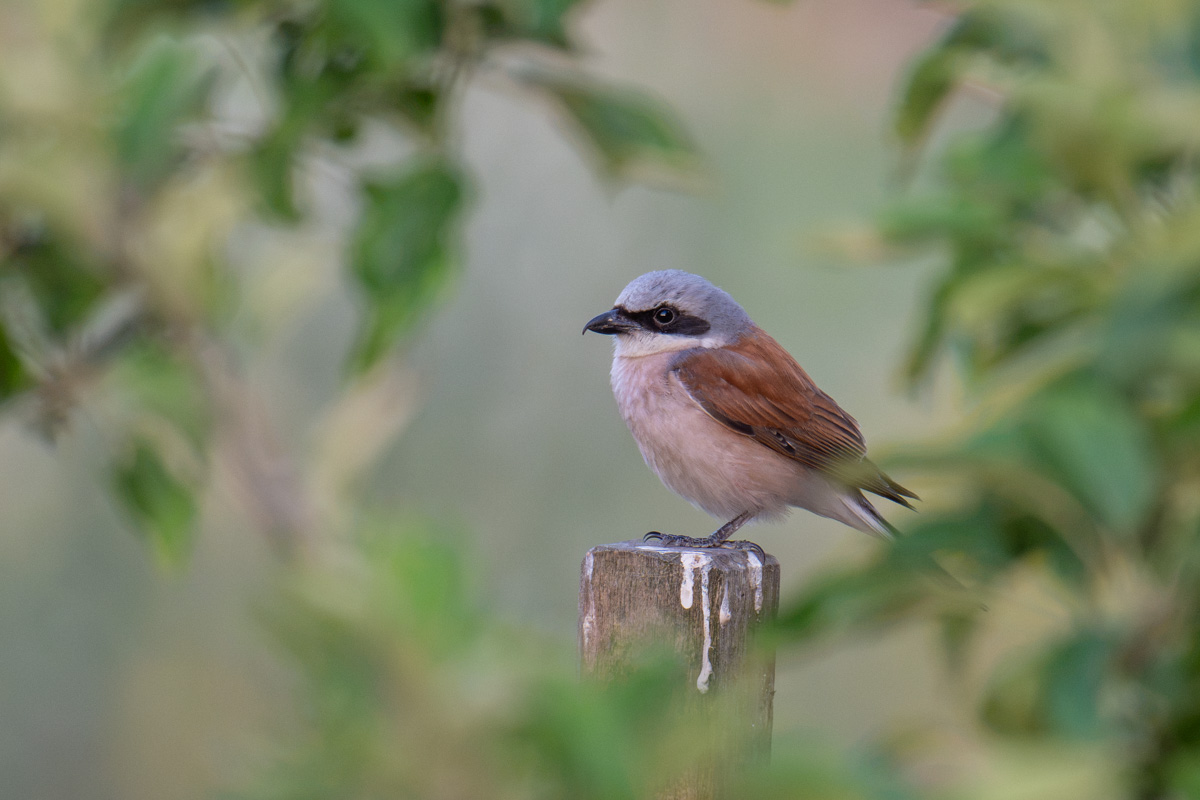 Red-backed Shrike