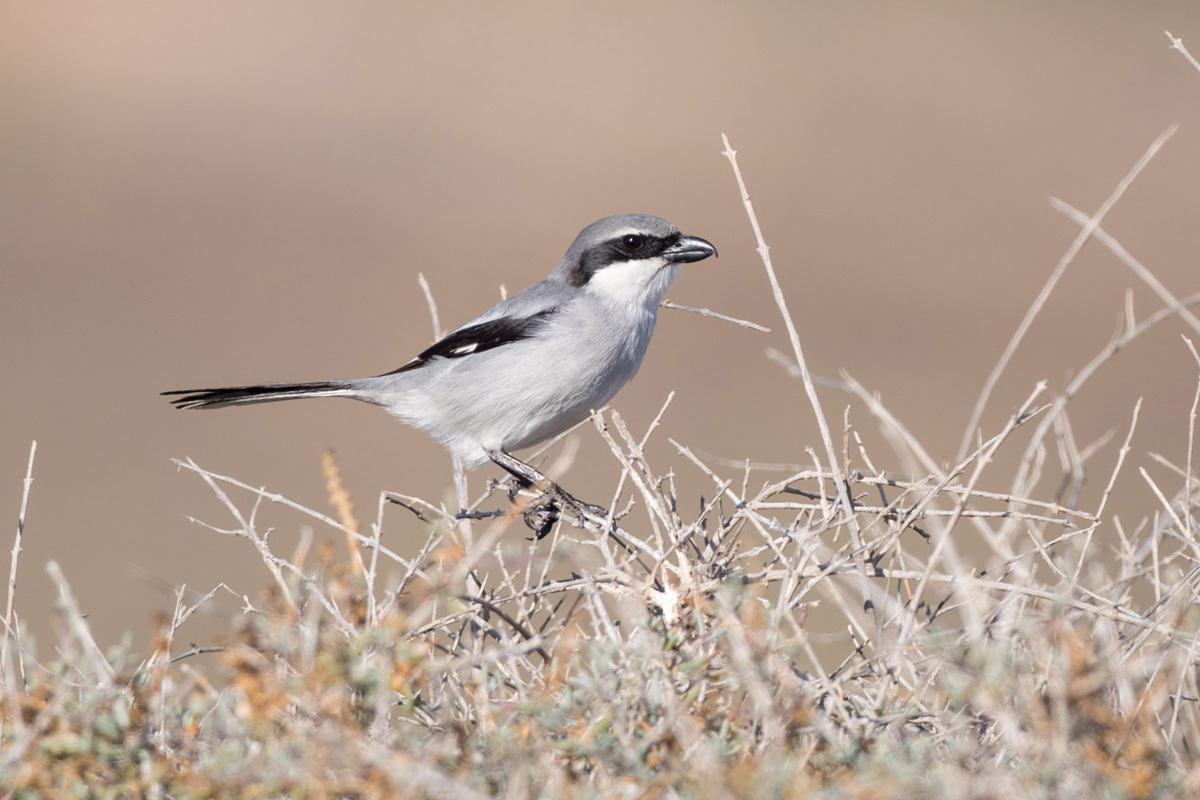 Great Grey Shrike