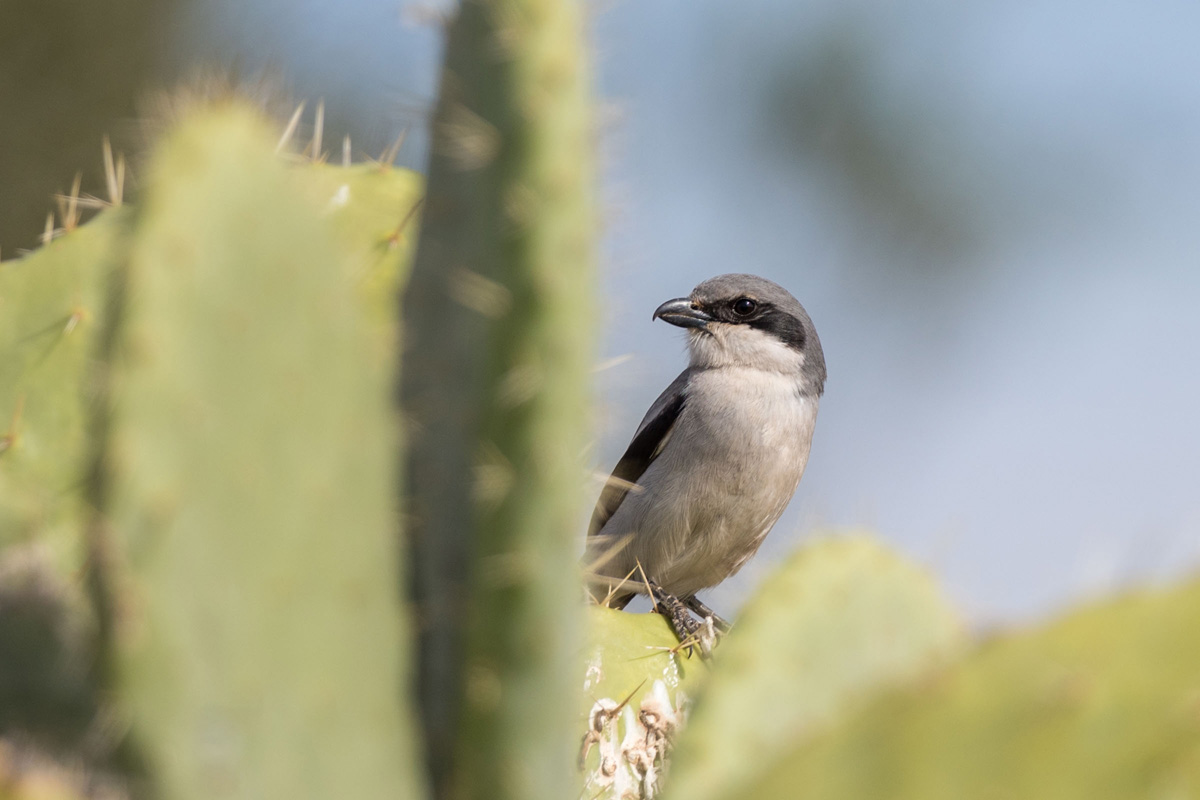 Great Grey Shrike
