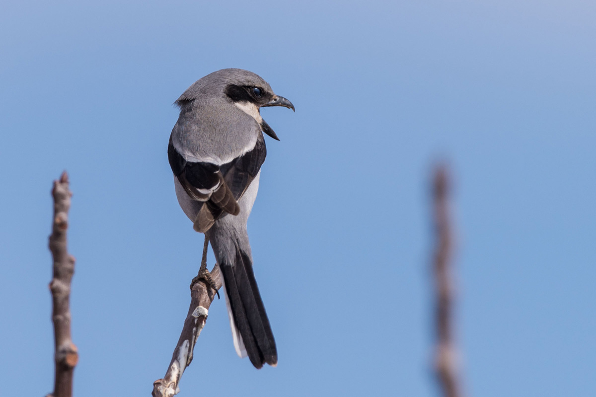 Great Grey Shrike