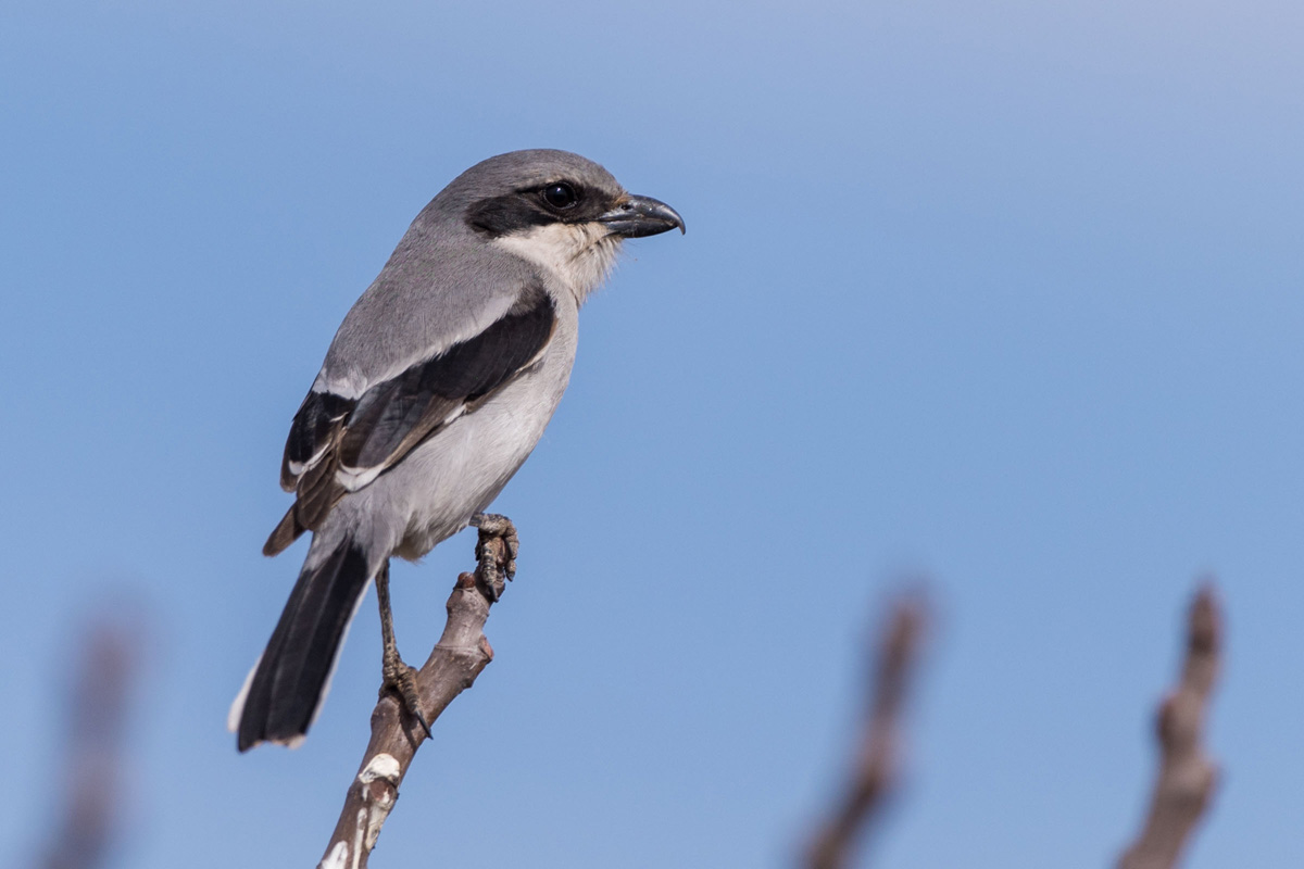 Great Grey Shrike