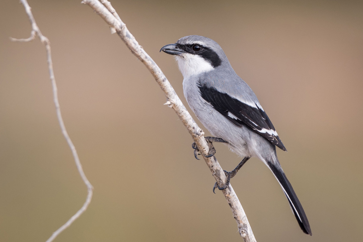 Great Grey Shrike