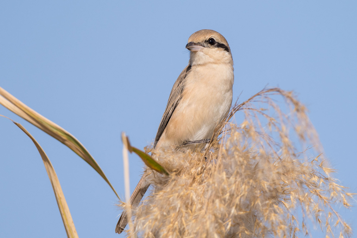 Isabelline Shrike