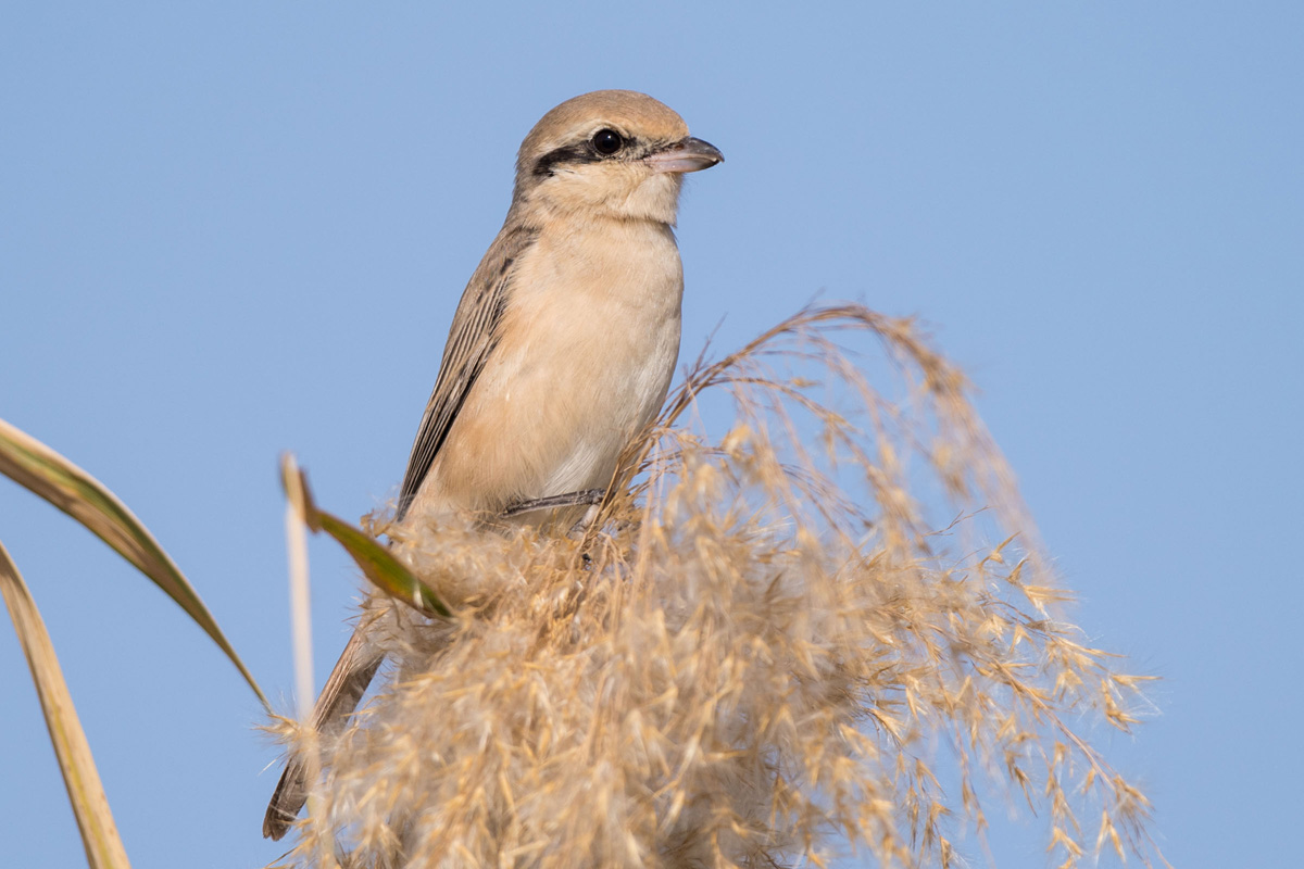 Isabelline Shrike