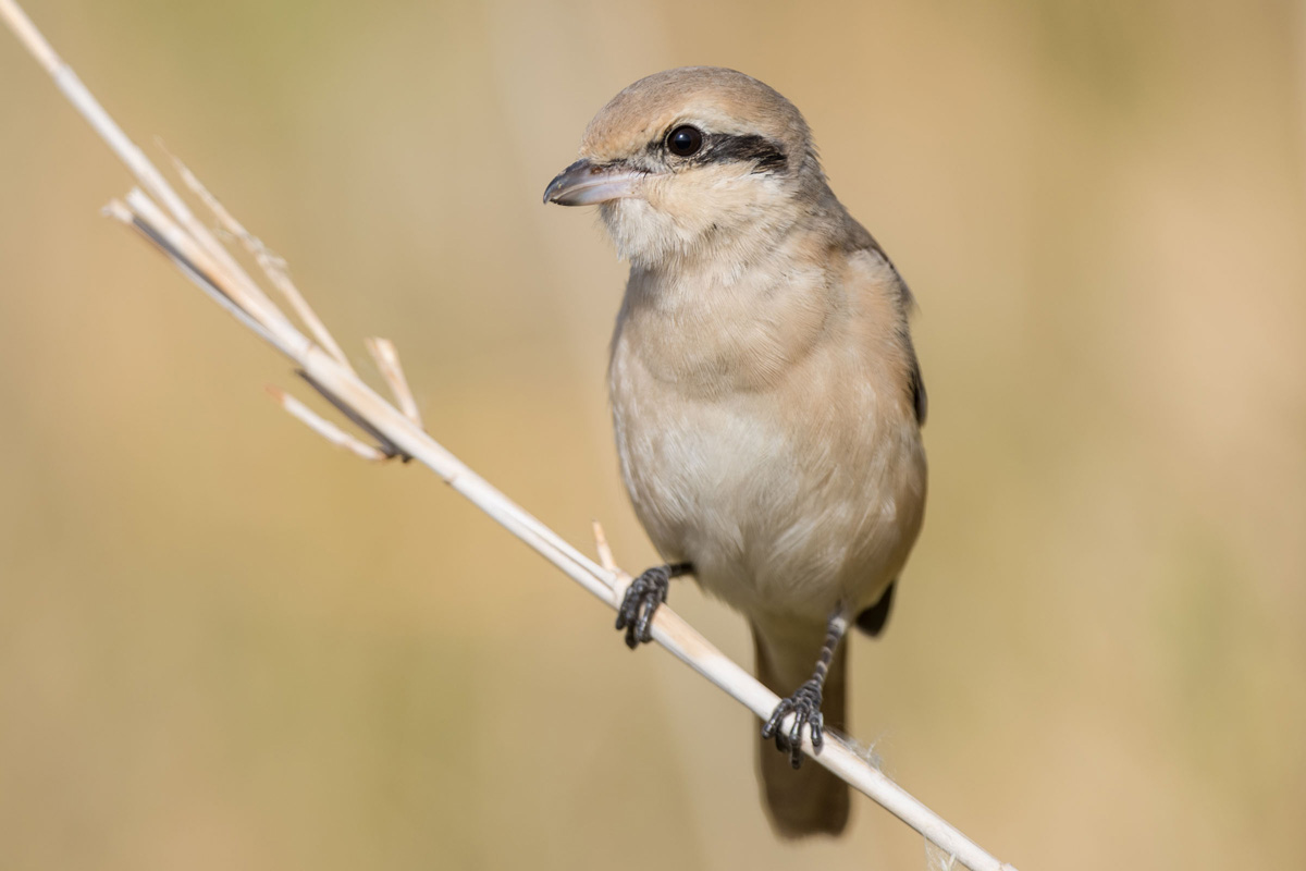 Isabelline Shrike
