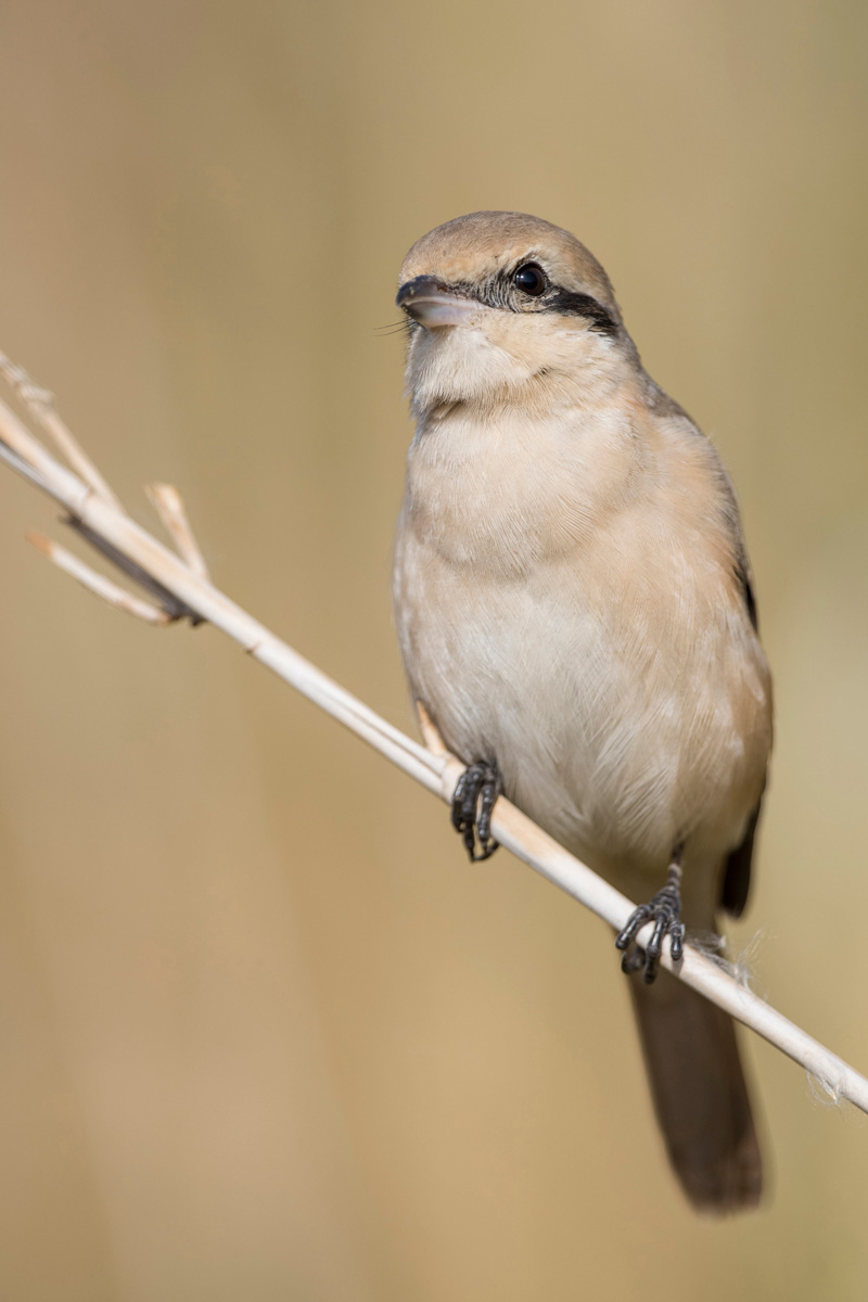 Isabelline Shrike