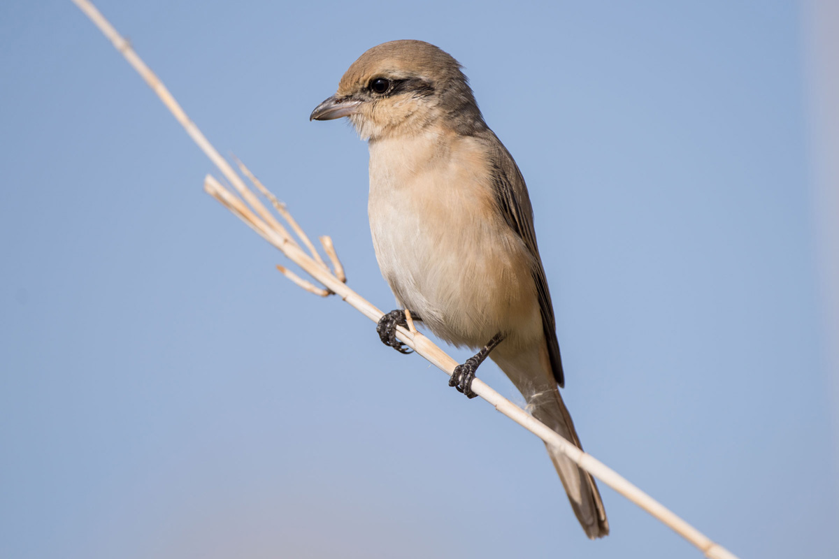 Isabelline Shrike