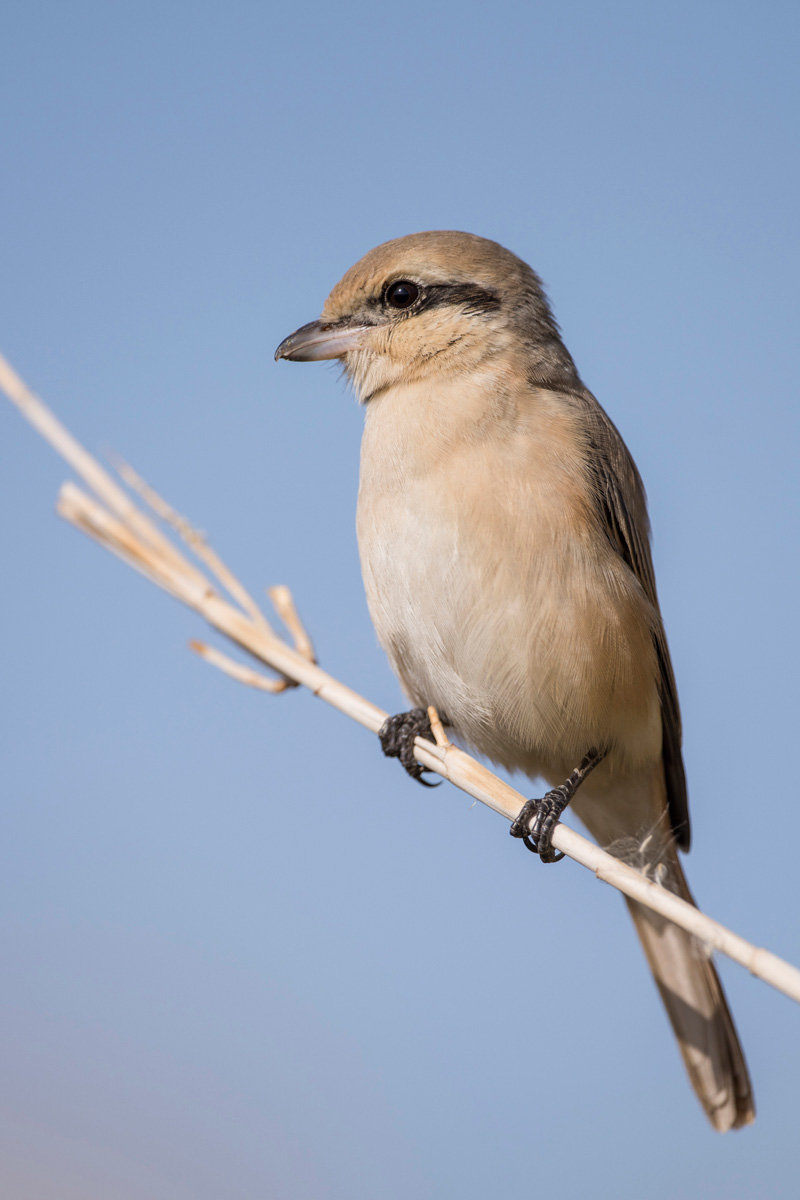 Isabelline Shrike