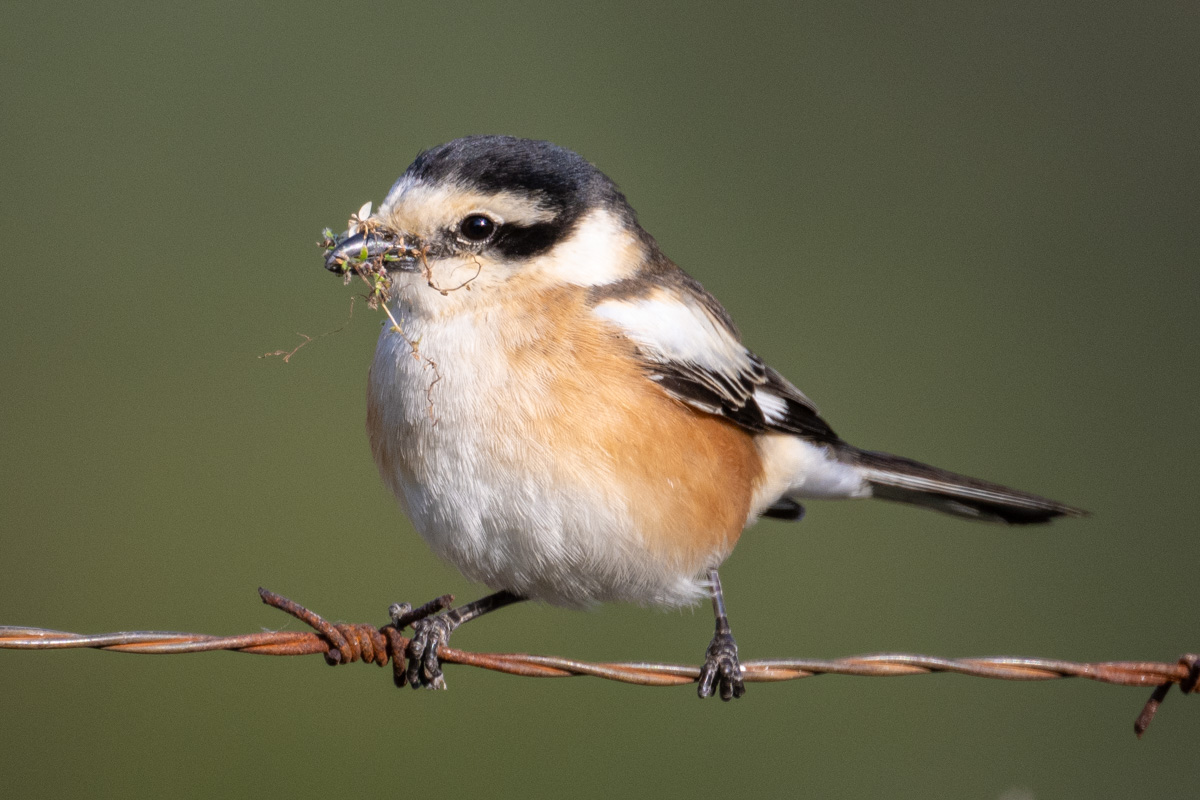 Masked Shrike