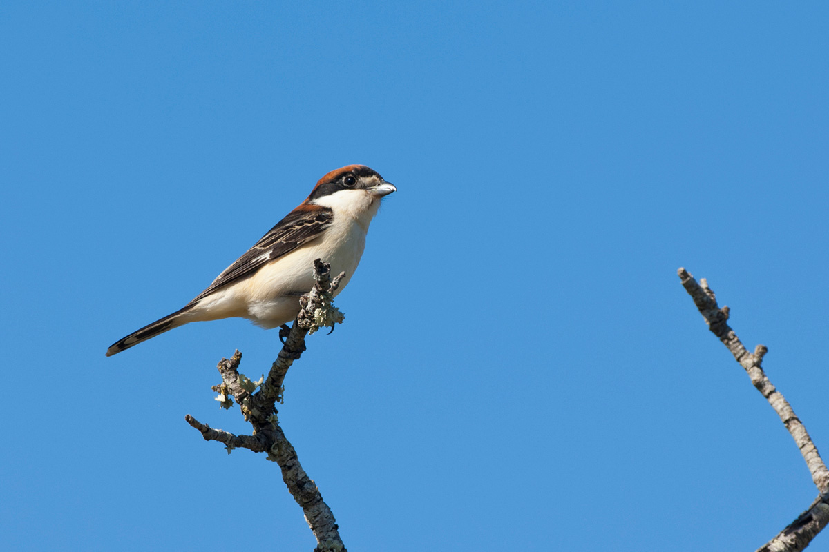 Woodchat Shrike