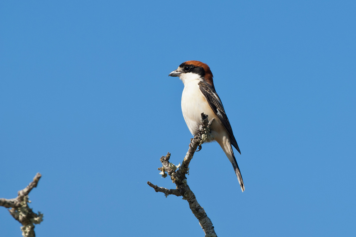 Woodchat Shrike