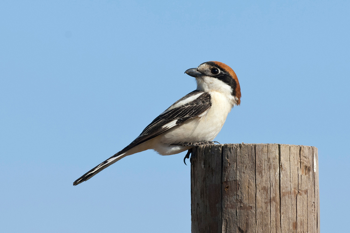 Woodchat Shrike