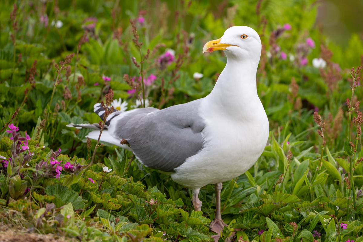 European Herring Gull