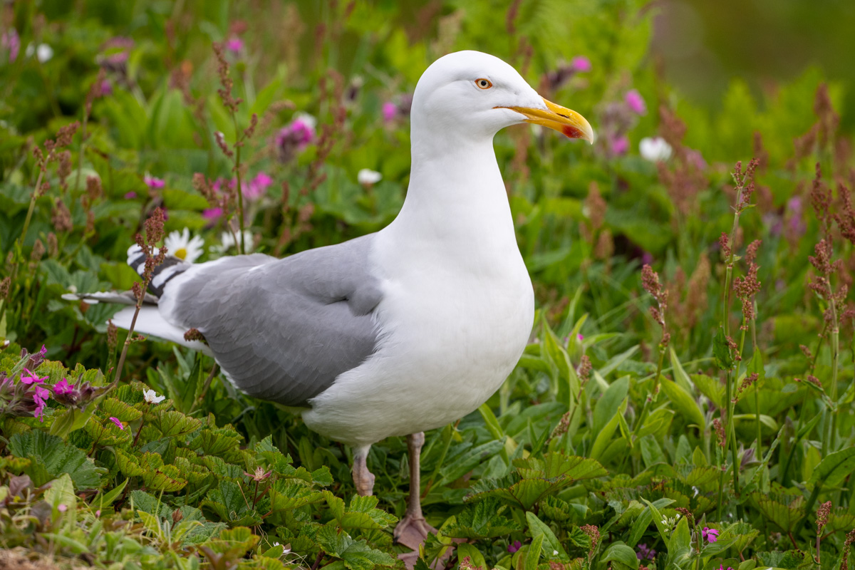 European Herring Gull