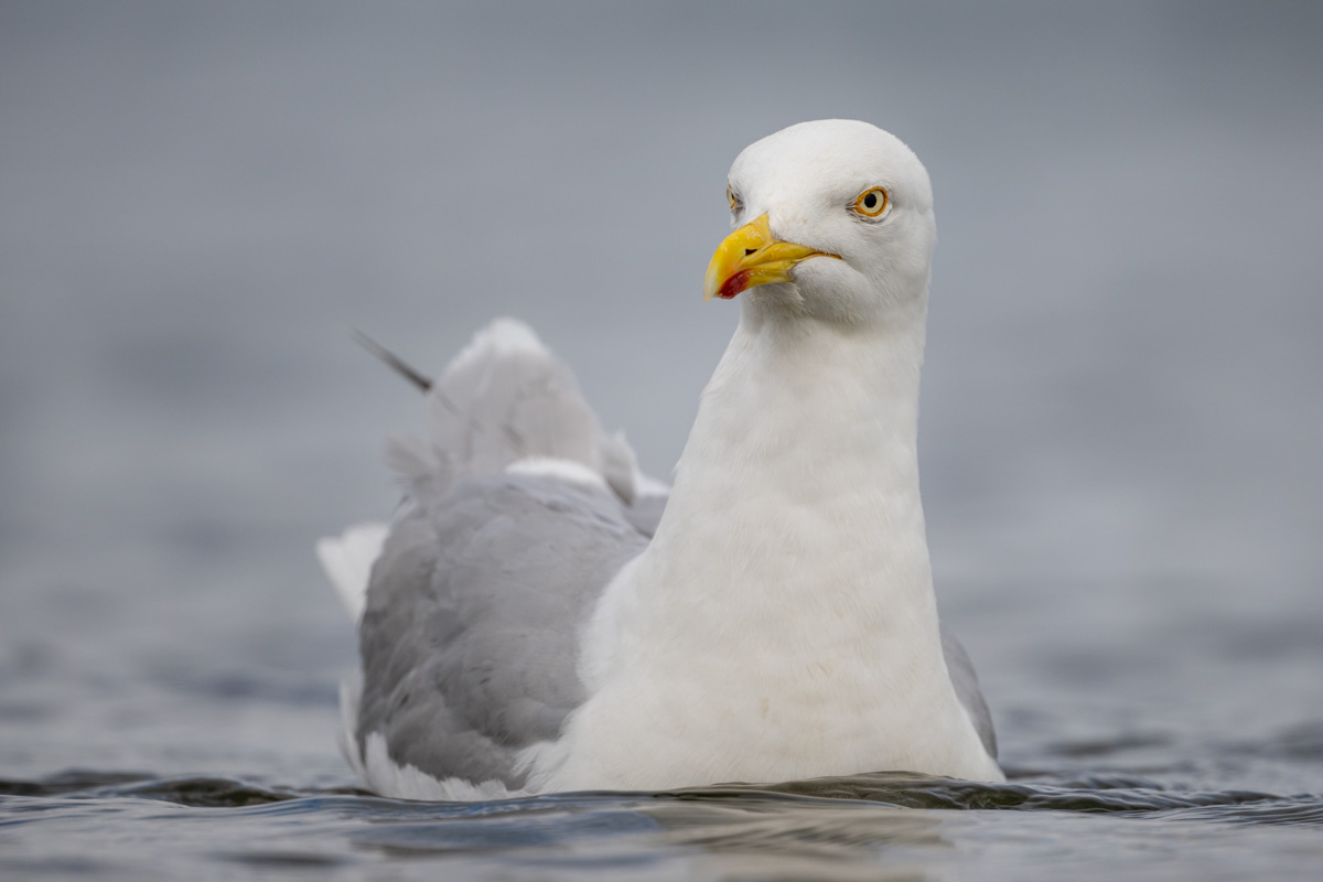 European Herring Gull