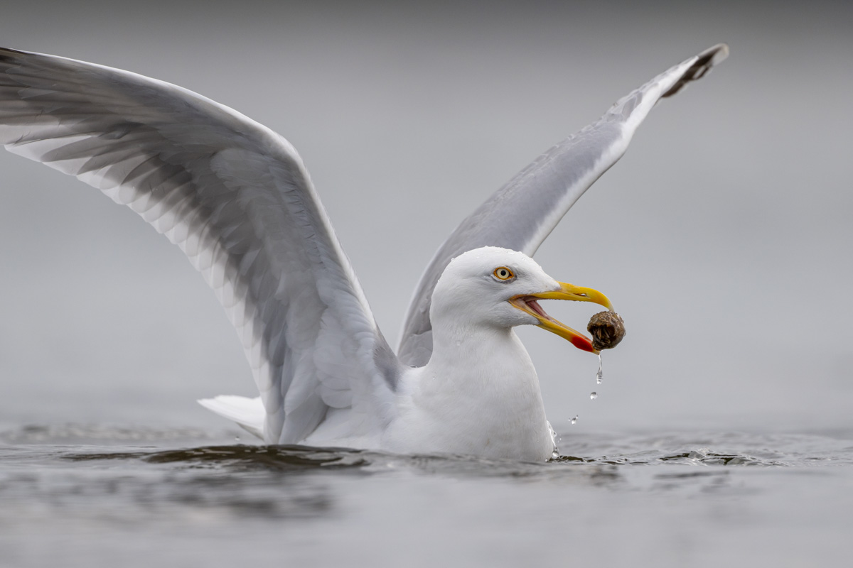 European Herring Gull