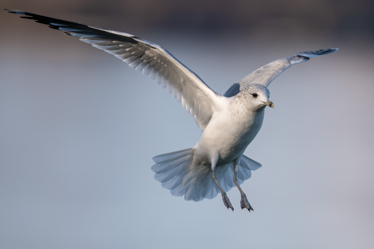 Mew Gull