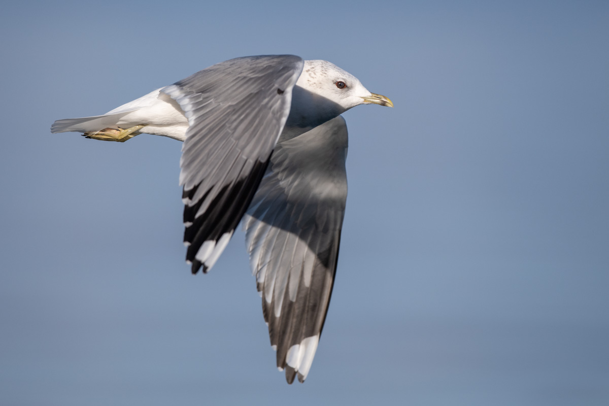 Mew Gull