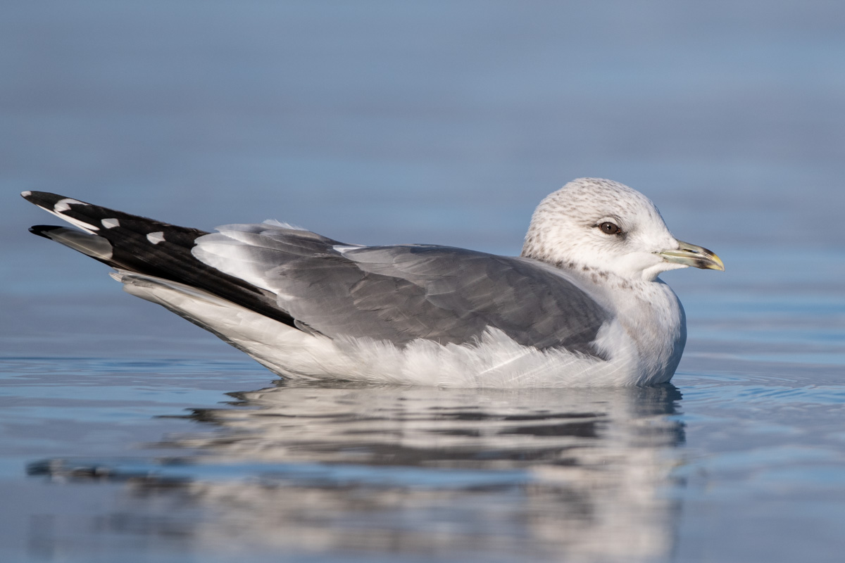Mew Gull