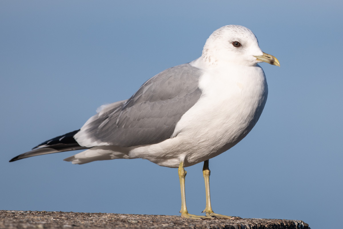 Mew Gull